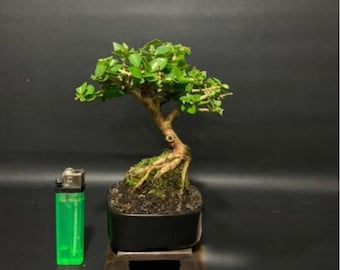 Bonsai Sancang Mame – Premna microphylla mini bonsaiboom