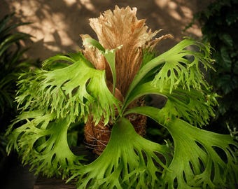 Platycerium Mr. Marcos Staghorn Fern, Real Picture, Exotic Tropical Epiphyte, Live Houseplant