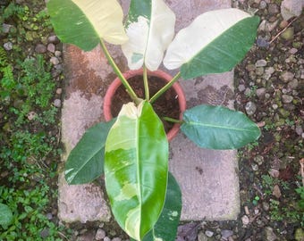 Imagen real de Philodendron Imperial Dragon variegado, planta de interior aroide rara, planta tropical de colección.