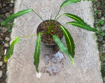 Echtes Bild Homalomena sp Papua (Nabire), seltene bunte Aroide Zimmerpflanze