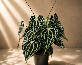 Anthurium King Clarinervium, rara pianta vellutata, aracee tropicali radicate, pianta d'appartamento da collezione, foto reale