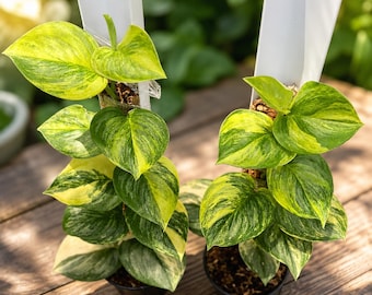 Scindapsus Rubicon Aurea Lebende Pflanze, seltene bunte, echtes Bild, Aroid Zimmerpflanze