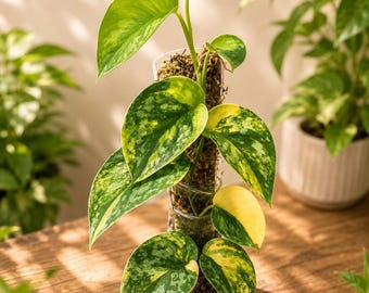 Scindapsus Andalas, selten bunt, echtes Bild, Aroid Zimmerpflanze