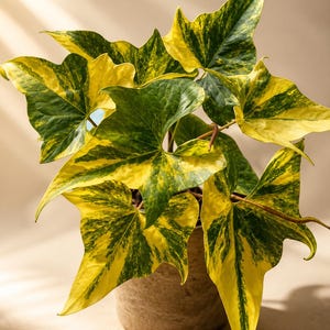 Anthurium pterodactyl variegata - Etsy 日本