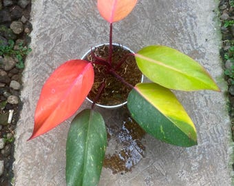 Mutación Orange Princess Galaxy de imagen real, aroide variegado raro, planta de interior tropical