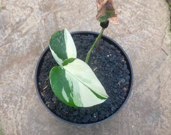 Echtes Bild Monstera Jungle Mint 2 Blätter, seltene bunte Aroid Aroid tropisch Zimmerpflanze