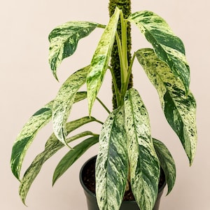 Rhaphidophora megasperma - Etsy 日本