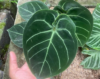 Anthurium Hoffmanii, planta viva, aroide variegado raro, planta de interior tropical.