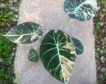 Echtes Bild Alocasia Black Velvet Pink Reifen, seltene bunte Aroid Tropische Zimmerpflanze