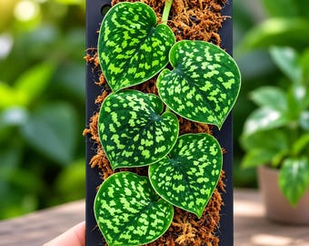 Scindapsus 'Snake Scale' Lebende Pflanze, seltene bunte, echtes Bild, Aroid Zimmerpflanze