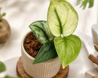Scindapsus Hologramm Lebende Pflanze, seltene bunte, echtes Bild, Aroid Zimmerpflanze