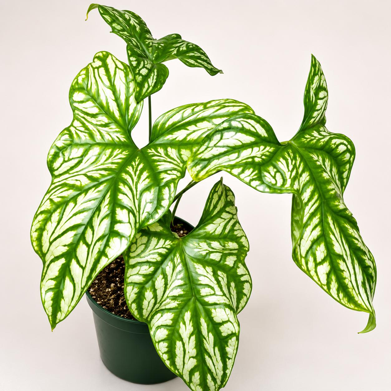 Cercestis mirabilis - Etsy 日本