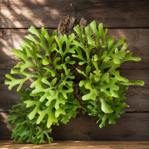 May include: A vibrant green staghorn fern mounted on a textured piece of natural cork bark. The plant features multiple lobed, antler-shaped fronds radiating outward from a central mossy base, suspended by a metal hook for wall display.