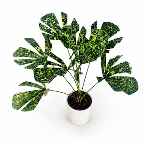 Licuala mapu - Etsy 日本
