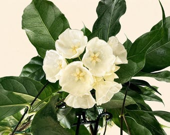 Hoya Danumensis Live Plant | Rare Variegated Tropical Houseplant, Collector's Vine