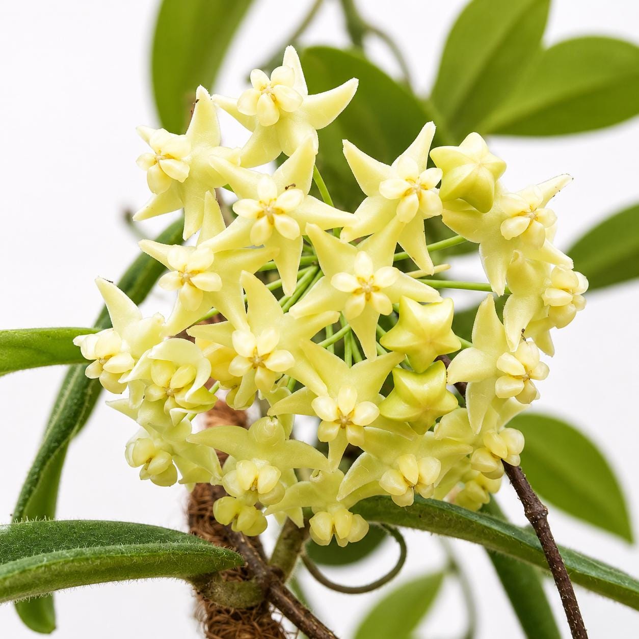 Hoya Hypolasia Plant - Etsy
