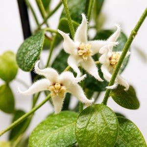 May include: A Hoya plant featuring three star-shaped white flowers with fuzzy, pointed petals and a yellow-centered corona. The plant has thick, textured, dark green oval leaves and thin green stems, showcasing a detailed botanical structure.