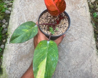 Philodendron Orange Princess lebende Pflanze, bunte Pflanze, seltene Aroid, tropische Zimmerpflanze