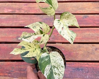 Echte Bild Epipremnum Pinnatum Marmor, bunte Pflanze, seltene Aroid, tropische Zimmerpflanze