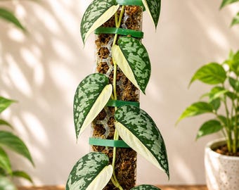 Scindapsus mariposa, selten bunt, echtes Bild, Aroid Zimmerpflanze