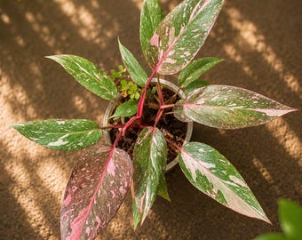 Seltene Philodendron Pink Princess Galaxy Frozen, bunte Lebendpflanze, genaue Pflanze gezeigt, tropisches Aroid
