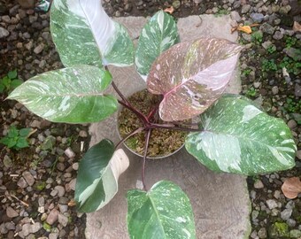 Echtes Bild Philodendron Anderson Galaxie, Seltene Variegierte Aroid Tropische Zimmerpflanze