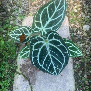Puede incluir: Una planta en maceta con grandes hojas en forma de coraz&oacute;n de color verde oscuro que presentan venas blancas prominentes. El follaje muestra un patr&oacute;n sim&eacute;trico y distintivo en la superficie de cada hoja, con una peque&ntilde;a hoja de color marr&oacute;n rojizo.