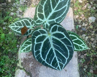 Anthurium Michelle Samen Reif lebende Pflanze, seltene bunte Aroid, tropische Zimmerpflanze
