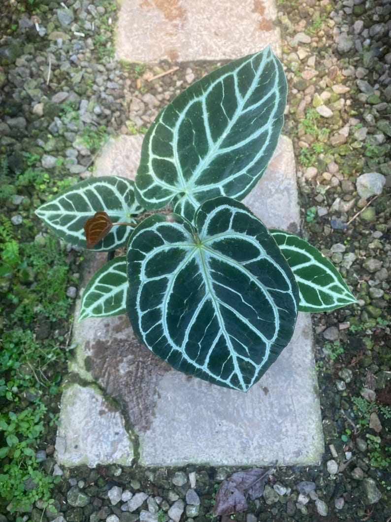 Puede incluir: Una planta en maceta con grandes hojas en forma de coraz&oacute;n de color verde oscuro que presentan venas blancas prominentes. El follaje muestra un patr&oacute;n sim&eacute;trico y distintivo en la superficie de cada hoja, con una peque&ntilde;a hoja de color marr&oacute;n rojizo.