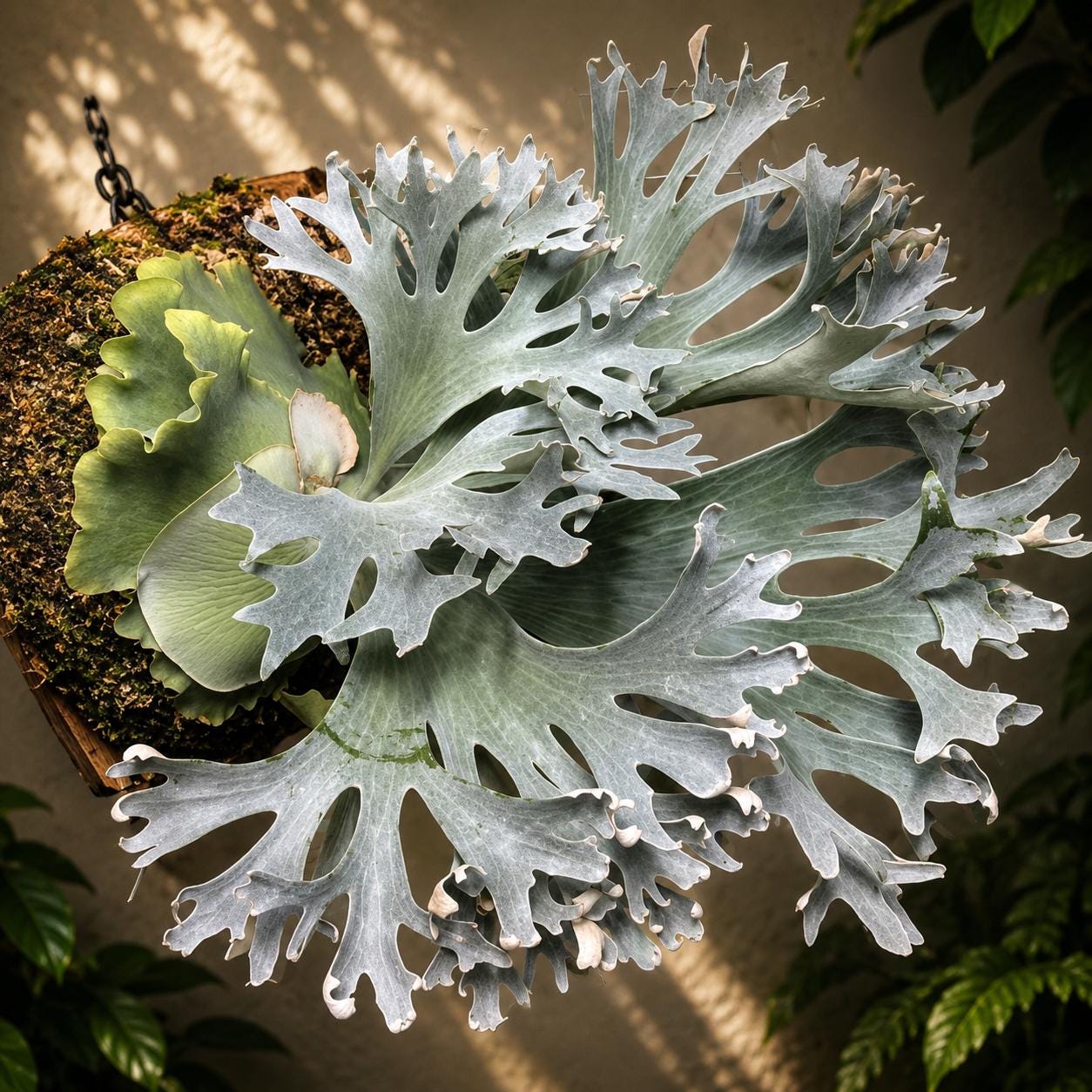Platycerium Willinckii Jenny - Etsy
