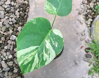 Monstera Jungle Minze Lebende Pflanze, seltene bunte Monstera, echtes Bild, Aroid Zimmerpflanze