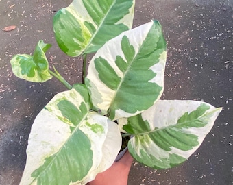 Echte Bild Epipremnum aureum N'Joy, bunte Pflanze, seltene Aroid, tropische Zimmerpflanze