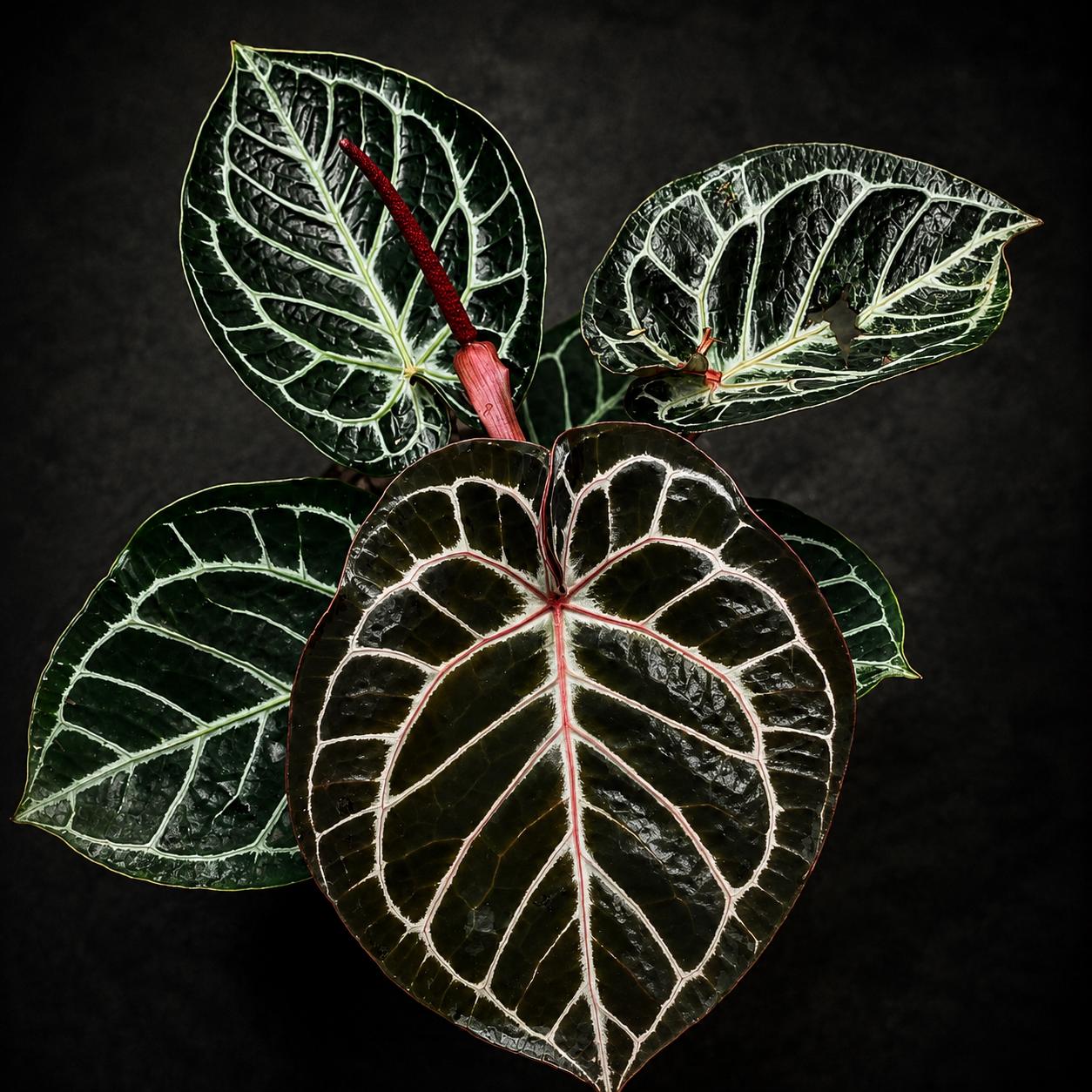 Anthurium Red Tiger - Etsy