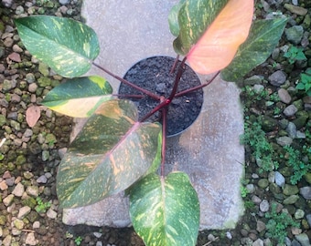 Echtes Bild Philodendron Orange Princess Reifen, seltene bunte Aroid tropisch Zimmerpflanze