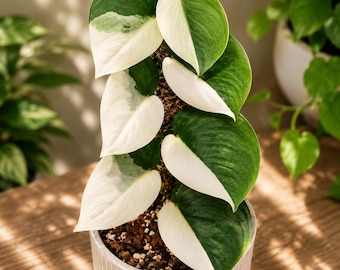 Scindapsus Treubii Moonlight, selten bunt, echtes Bild, Aroid Zimmerpflanze