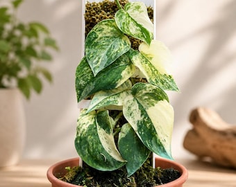 Scindapsus Mangurai Lebende Pflanze, seltene bunte, echtes Bild, Aroid Zimmerpflanze