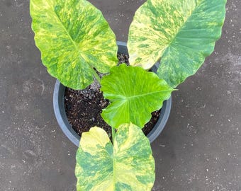 Echte Bild Colocasia Gigantea Aurea bunte Pflanze | Seltene Aroid Tropische Zimmerpflanze