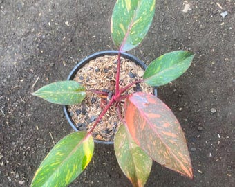 Echtes Bild Philodendron Orange Princess Galaxy, seltene bunte Aroid Tropische Zimmerpflanze