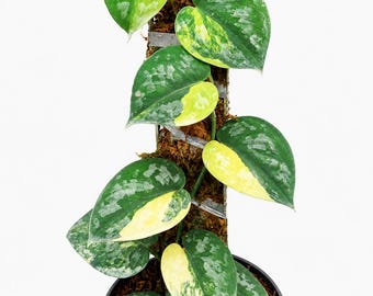 Scindapsus Bakudapati bunt, selten bunt, echtes Bild, Aroid Zimmerpflanze