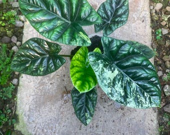 Echtes Bild Alocasia Sinuata Albo Variegated Reifen, seltene bunte Aroid Tropische Zimmerpflanze