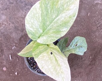 Planta viva de Amydrium medium menta lima, aroide variegado raro, planta de interior tropical.
