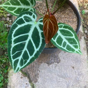 Puede incluir: Una planta Anthurium crystallinum en maceta con grandes hojas verde oscuro en forma de coraz&oacute;n y venas prominentes de color blanco plateado. Una hoja m&aacute;s peque&ntilde;a y emergente en el centro muestra un color marr&oacute;n rojizo.