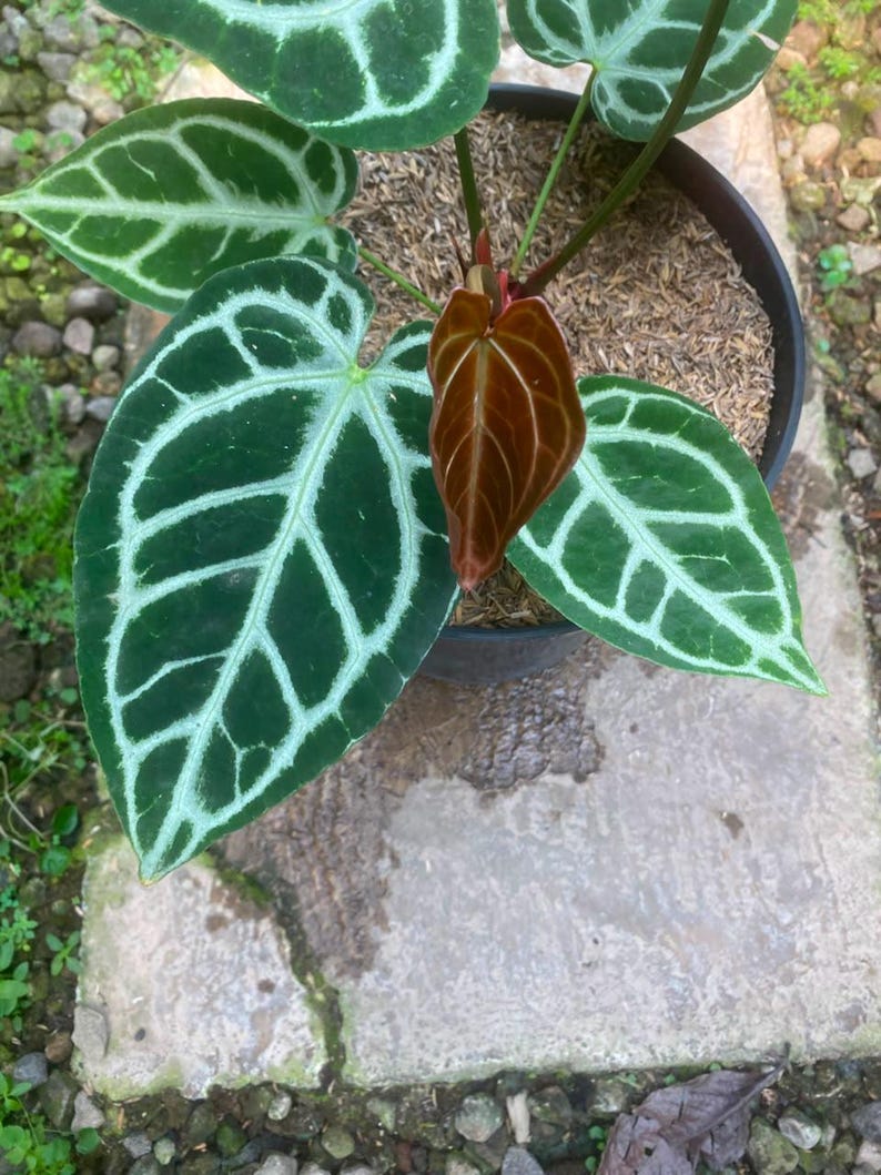 Puede incluir: Una planta Anthurium crystallinum en maceta con grandes hojas verde oscuro en forma de coraz&oacute;n y venas prominentes de color blanco plateado. Una hoja m&aacute;s peque&ntilde;a y emergente en el centro muestra un color marr&oacute;n rojizo.