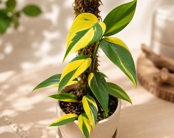 Scindapsus coriaceus aurea multivariiert, selten bunt, echtes Bild, Aroid Zimmerpflanze