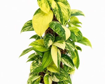Scindapsus Jade Satin Aurea bunt gemischt, selten bunt, echtes Bild, Aroid Zimmerpflanze