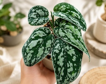 Scindapsus Tricolor Borneo Lebende Pflanze, seltene bunte, echtes Bild, Aroid Zimmerpflanze