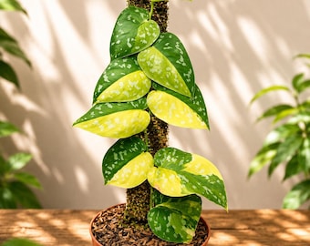 Scindapsus Sentarum, Rare Variegated, Real Picture, Aroid Houseplant