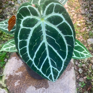 Puede incluir: Una planta Anthurium crystallinum en maceta con grandes hojas aterciopeladas en forma de coraz&oacute;n de color verde oscuro y venas blancas prominentes. El follaje muestra un patr&oacute;n distintivo de venas claras sobre una superficie verde intenso.