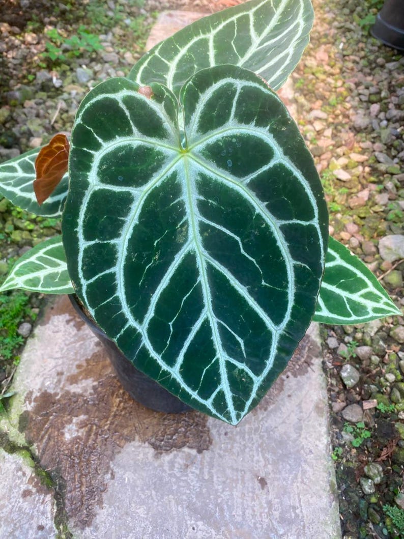 Puede incluir: Una planta Anthurium crystallinum en maceta con grandes hojas aterciopeladas en forma de coraz&oacute;n de color verde oscuro y venas blancas prominentes. El follaje muestra un patr&oacute;n distintivo de venas claras sobre una superficie verde intenso.