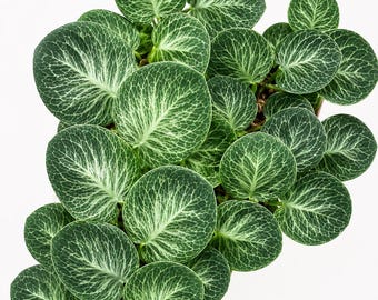 Rhapphidopora Cryptantha Lebende Pflanze, seltene bunte Monstera, echtes Bild, Aroid Zimmerpflanze